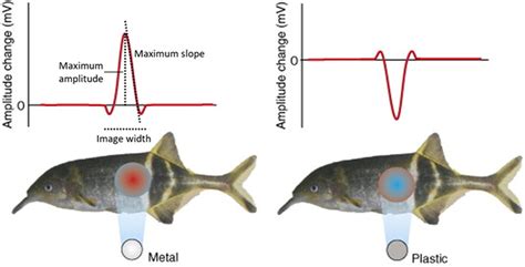 Mormyrid Fish As Models For Investigating Sensory‐motor Integration A