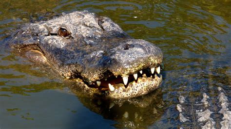 Things To Know About Alligators In Florida