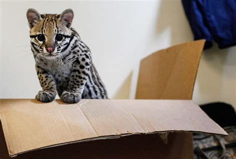 Is It Legal To Have An Ocelot As A Pet