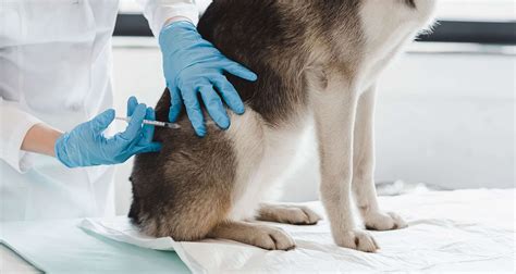 Dog Diabetes Understanding Symptoms And Treatment Options