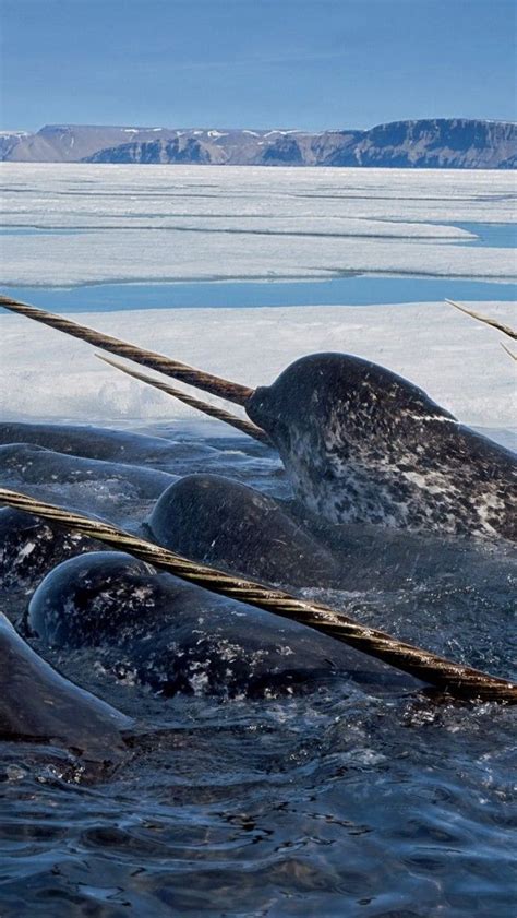 Narwhals Sea Ice Weird Animals Whale Narwhal
