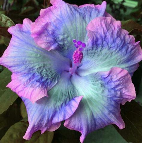 Blue Hibiscus Flower Colors