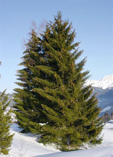 Spruce Wikipedia