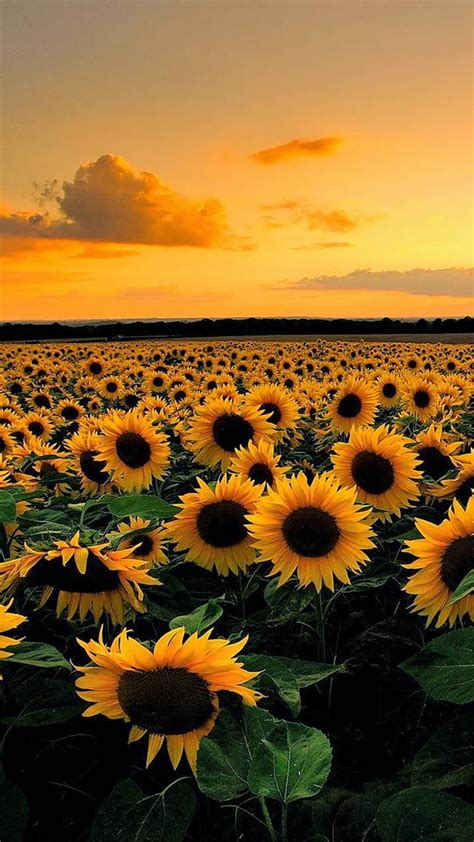 720p Descarga Gratis Campo De Girasoles Fondo De Pantalla De