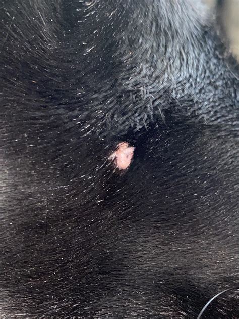 My 6 Month Old Staffy Has These Red Bumps All Over Her Stomach Help