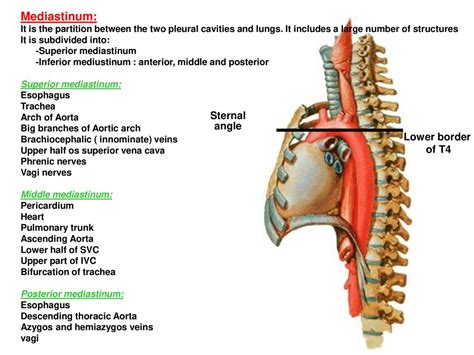 Mediastinum Sternal Angle Angle Lower Border Of T4 Ppt Download