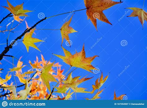 Autumn Foliage With Blue Background Stock Image Image Of Beautiful