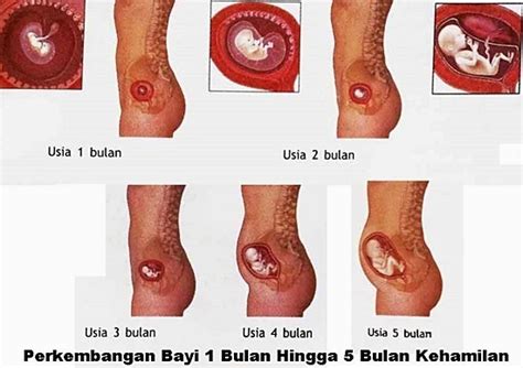 Ciri tanda hamil 4 minggu. Perkembangan Bayi Dalam Kandungan Hamil 22 Minggu