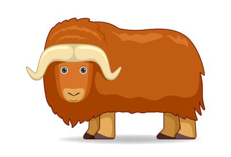 Musk Ox Clip Art Illustrations Royalty Free Vector Graphics And Clip Art