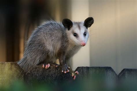 14 Opossum Facts You May Not Know It S A Southern Thing