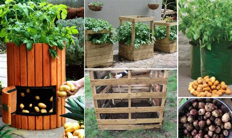 How To Grow Sweet Potatoes In Containers Guide To Growing Sweet Potatoes In A Container Artourney