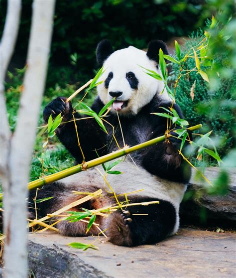 Why Are Pandas Not Poisoned By Toxic Raw Bamboo