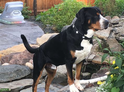 Stud Dog Greater Swiss Mountain Dog Breed Your Dog