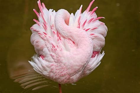 Hd Wallpaper Water Pink Bird Sleep Flamingo Wallpaper Flare