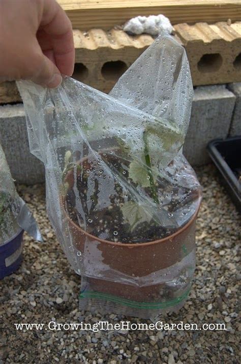 How To Propagate Grape Vine Cuttings From Greenwood Cuttings Growing