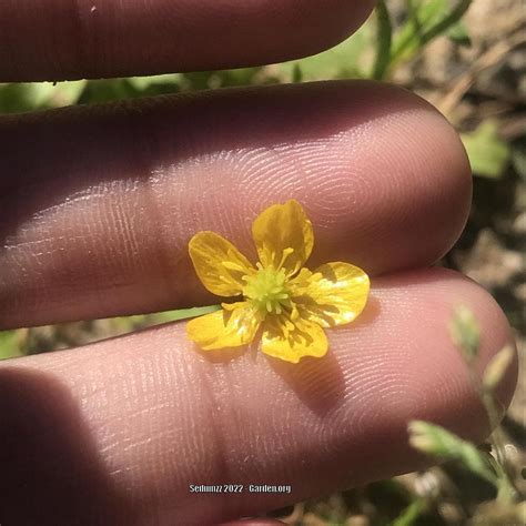 Photo Of The Bloom Of Hairy Buttercup Ranunculus Sardous Posted By