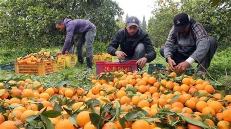 Economías Regionales En Alerta Advierten Que Con La Cosecha No Cubren