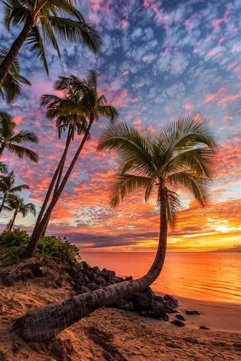 Palm In Paradise Maui Hawaii