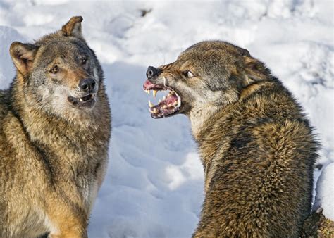 Wow What An Angry Wolf Funny Animal Pictures Animal Memes Funny