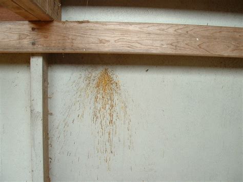 What do carpenter bees look like? Don't let these bees remodel your home | Eco Care Pest ...