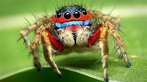 The Arachnid World Spider Identification With Names And Pictures