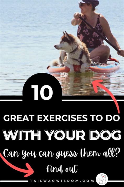 Great Exercises With Dogs Tail Wag Wisdom