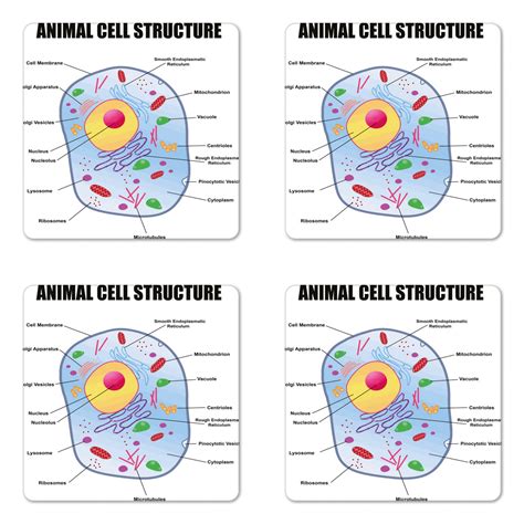 Animal Cell Size In Nanometers At What Scales Does Complexity Thrive