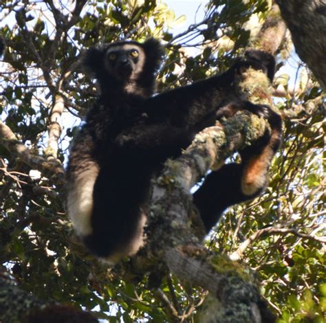Visiting Anjozorobe Forest To See Wild Lemurs Near Antananarivo Lemur