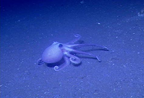 Phys Deep Sea Mollusca Arthropoda