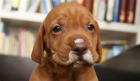 Wirehaired Vizsla Puppy Area