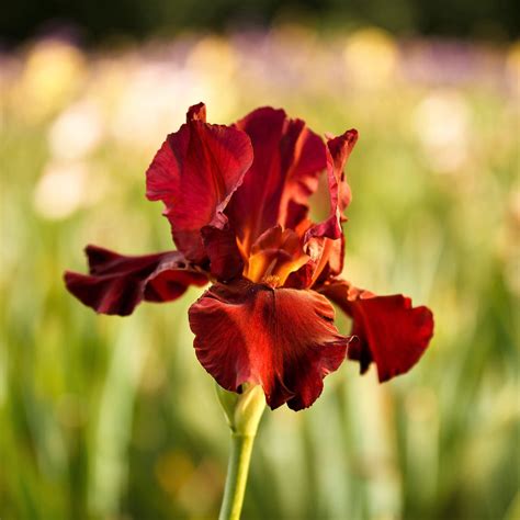 Deep Red Reblooming Bearded Iris Bernices Legacy Easy To Grow Bulbs