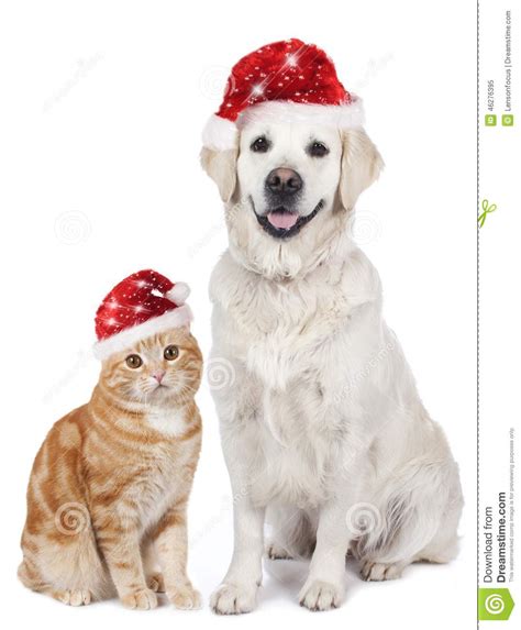 Cat And Dog With Santa Hat Stock Image Image Of Camera