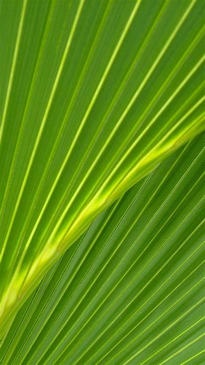 Palm Leaves Wallpapers Leaf Galaxy Samsung Wallpapersafari