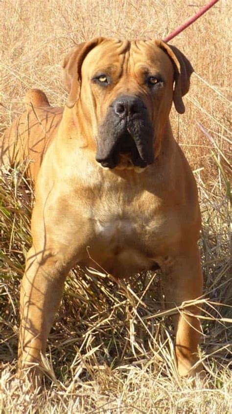 Because of its size, loyalty, and intelligence, it is often the breed of choice for police, military, and security units. Males - Elite Boerboels #1 South African Mastiff Boerboel ...