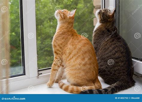 Two Cat Sitting On The Window Sill Stock Photo Image Of Mammal