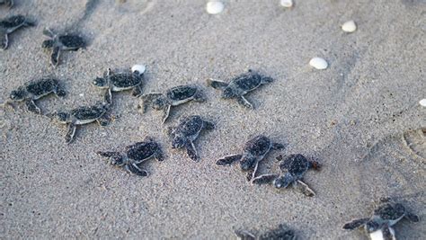 Record Breaking Year For Sea Turtle Nests On Nc Coast