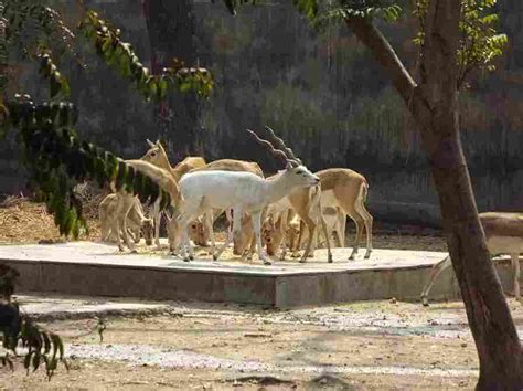 National Zoological Park Delhi Tickets Price Photos Timings Online