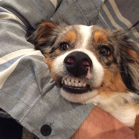 15 Undeniable Signs Your Dog Is A Bona Fide Dingus Barkpost