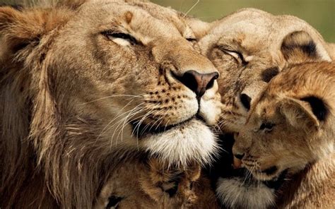 Famille Lion