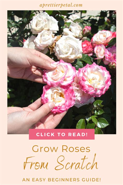 Pin On How To Grow Roses