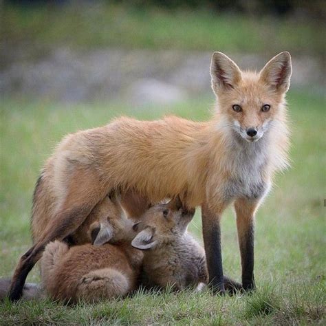 Wild Animals Vossen Cute Fox Mothers Love Featured Artist Animals