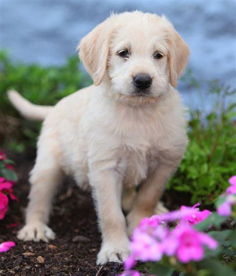 Labradoodle coats come in a variety of striking colors, from chocolatey brown to black to tawny gold. Labradoodle Names - 250 Adorable Ideas For Naming Your Puppy