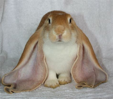 ~ English Lop Rabbit ~ Rabbit Breeds Cute Animals Beautiful Rabbit