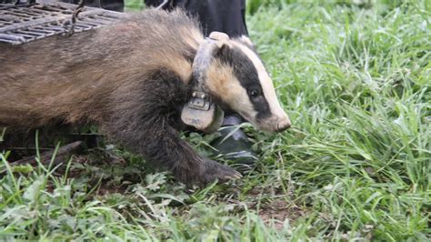 Male Badgers Who Play Away May Help Curb Tb In Cattle Ireland The Times