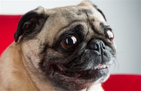 250 Best Pug Names Cute Sweet Tiny And Little Names For