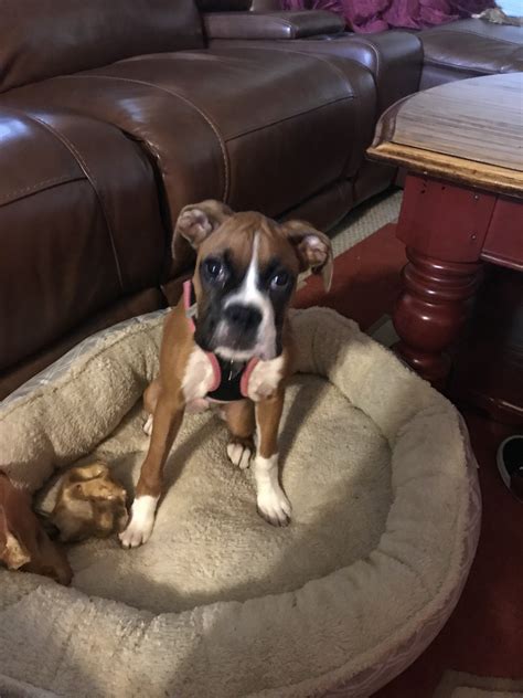 We have boxer puppies in fawn and lots of white in color. Boxer Puppies For Sale | Bristol, CT #306878 | Petzlover