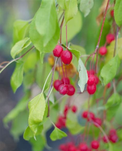 Crabapple Red Jade Weeping Creekside Tree Nursery