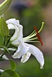 Casablanca Lily ~photo by R. Meyer~ one stem is all you need it smell's ...