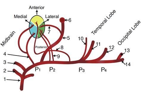Neuroanatomy Posterior Cerebral Arteries Article