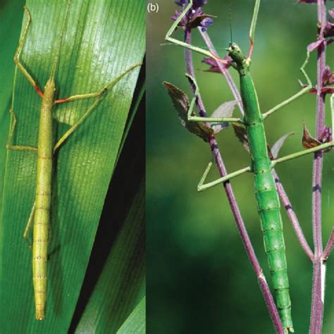 3 Euphasmatodean Eggs Arranged According To Egg Laying Technique Not